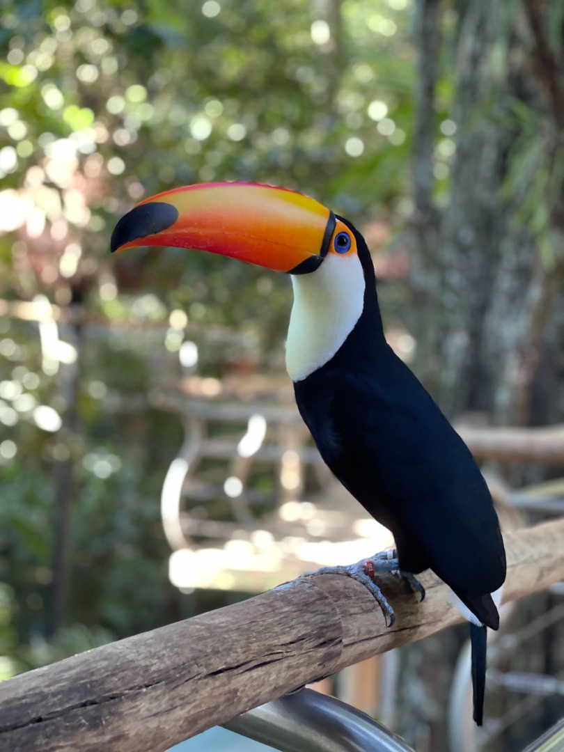 Parrot