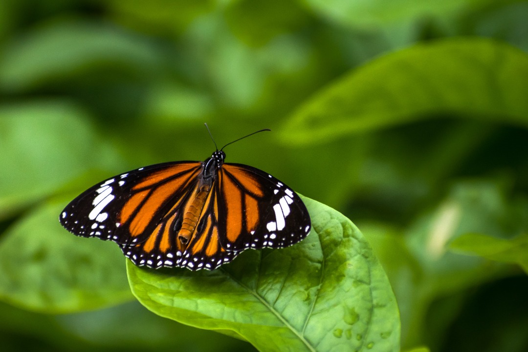 Butterfly