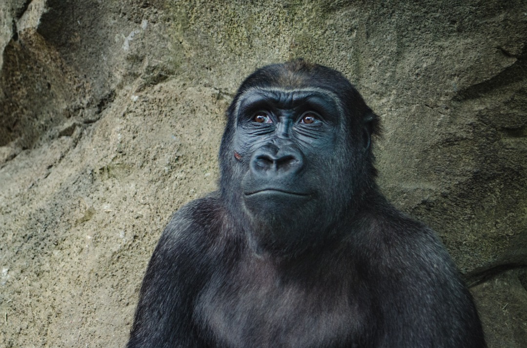 Ape